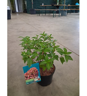Hydrangea pan. 'Petite Cherry'® C 2,5 L